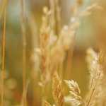 TCW28/EOORO REC Recycle T/C 85/ 15 3/ 1 twill 280gsm HV Color Dyed